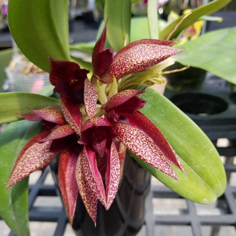 Bulbophyllum cruentum x Bulbophyllum phalaenopsis Hybrid Orchid in Full Bloom
