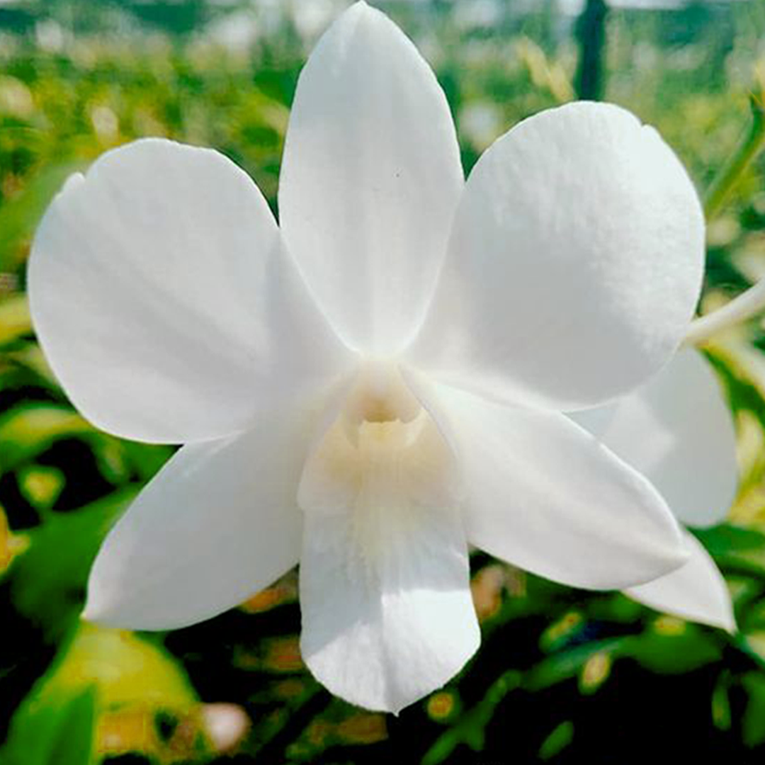 Dendrobium Sonia White