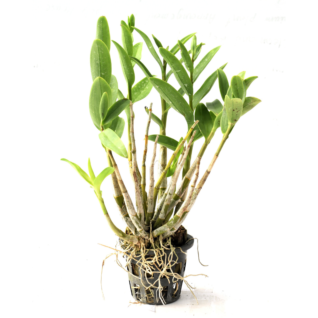 Dendrobium Tangerinum