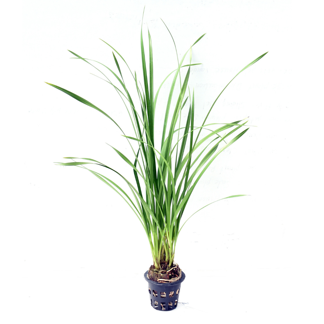 Cymbidium Dayanum Alba