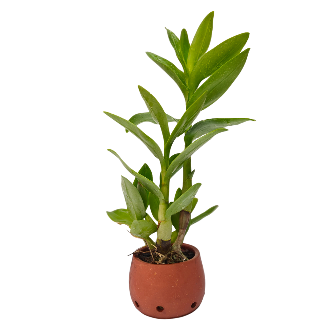 Dendrobium Chan-Chao