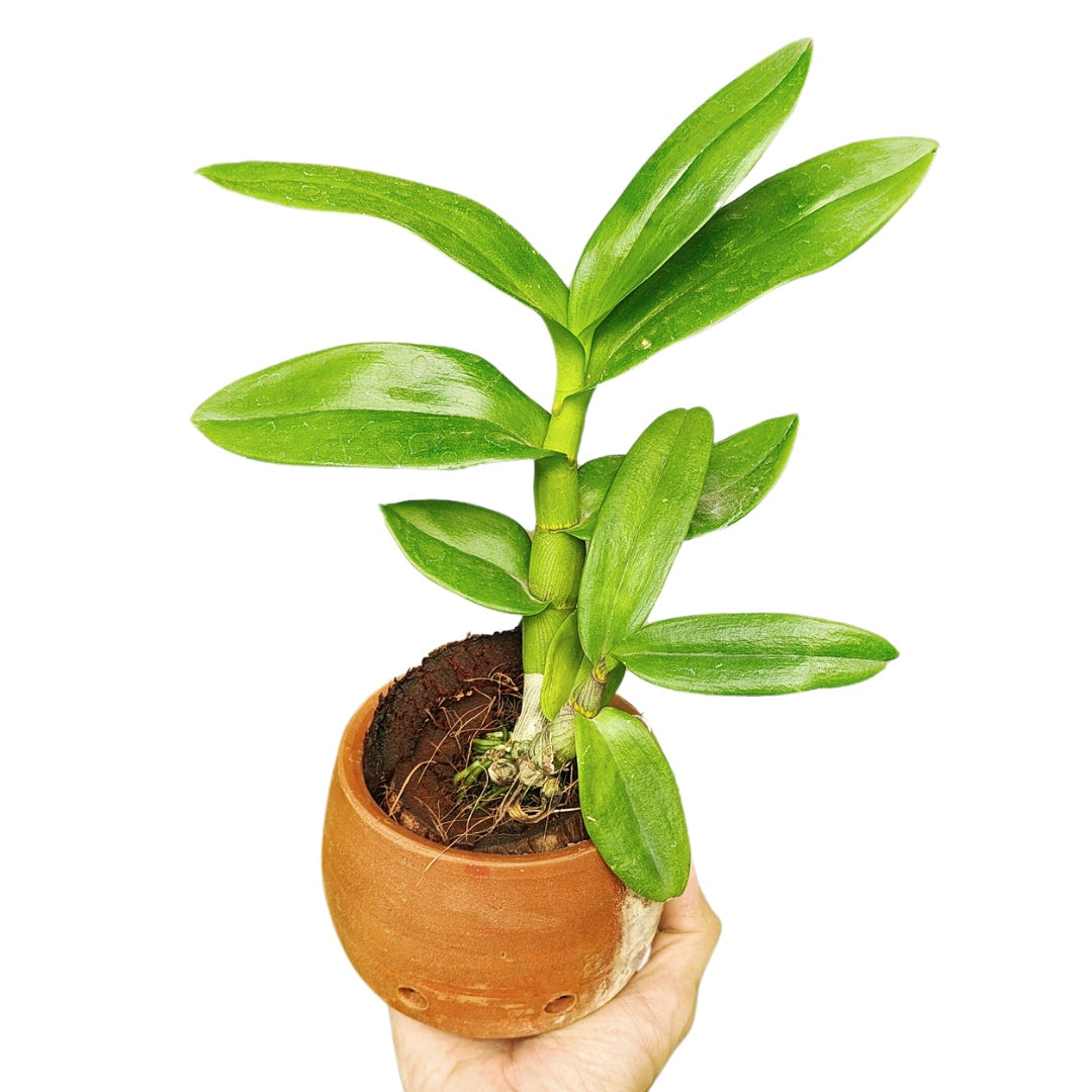 Dendrobium Thongchai Pinwattana Gold