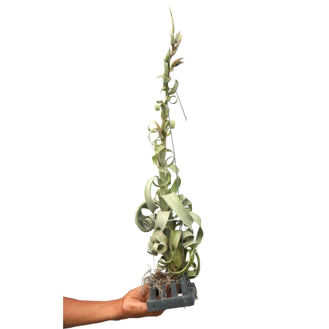 Tillandsia - Curly Slim