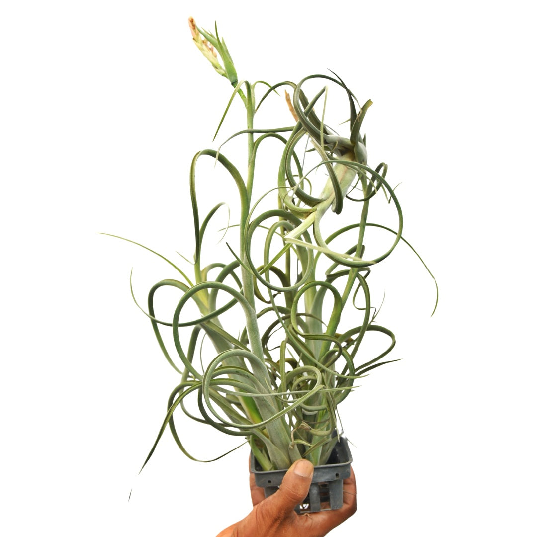 Tillandsia Intermedia