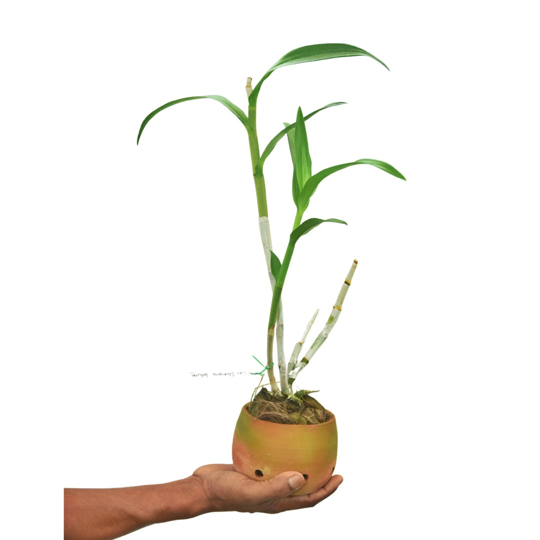 Dendrobium Shavin White