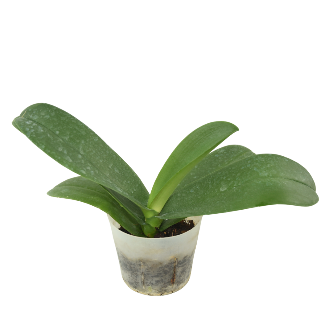 Phalaenopsis Sogo Yukidian-Taiwan
