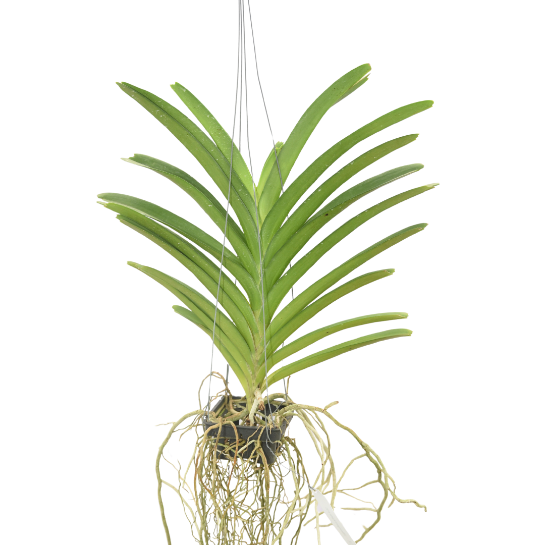 Vanda Boonyarit Spot