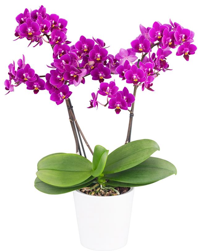 Phalaenopsis Kissy Lips