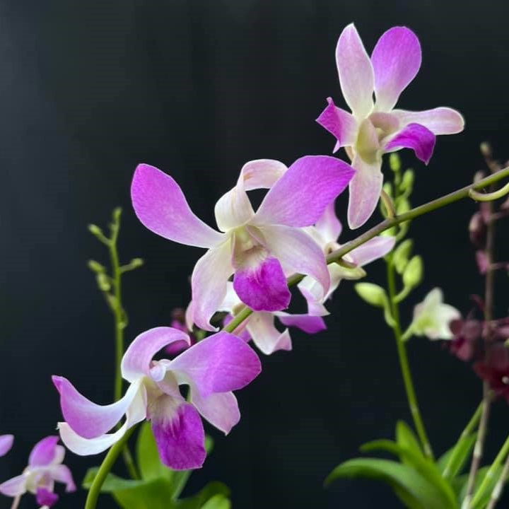 Dendrobium Jaquelyn Thomas x Lasianthera