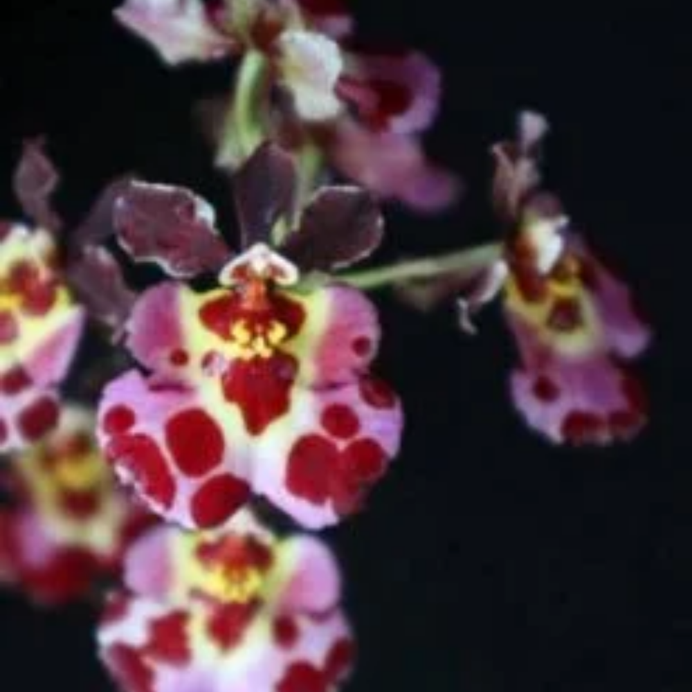 Tolumnia Jairak Flyer 'Cartoon'