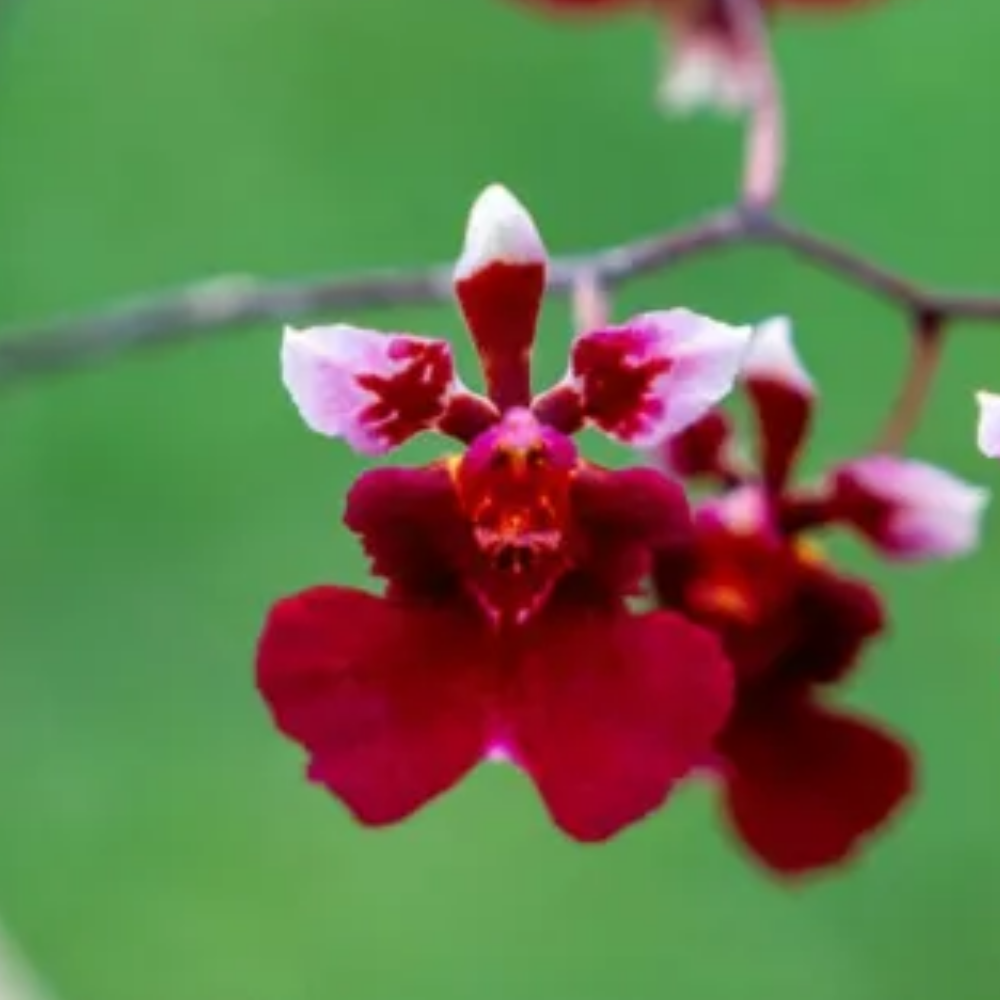Tolumnia Jairak Raibow 'Hot Pink'