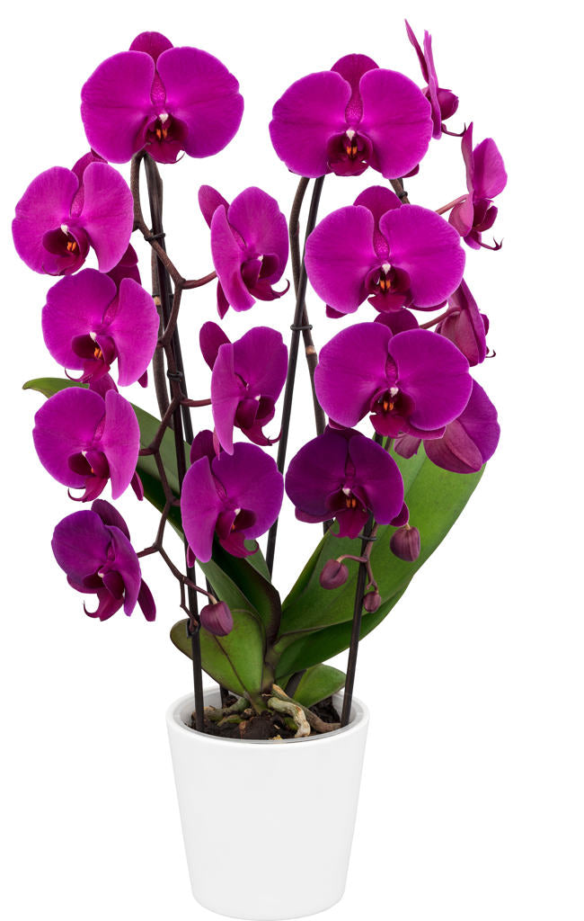 Phalaenopsis Freeride