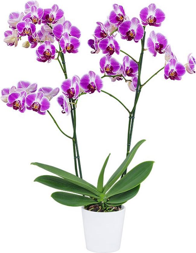 Phalaenopsis Day Tripper