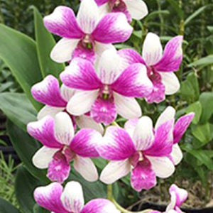 Dendrobium Triple Fantasy