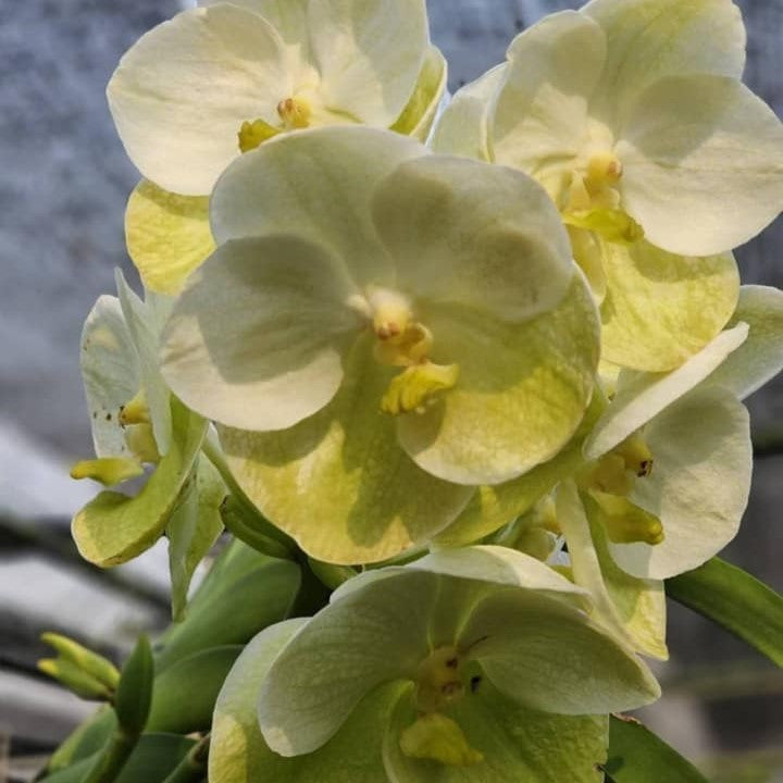 Vanda Hongsing