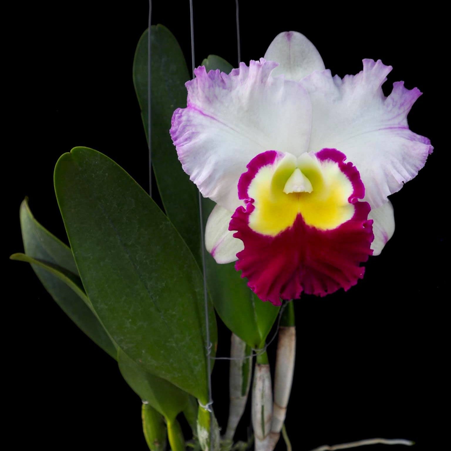 Cattleya Rlc.Ann Joi No.2