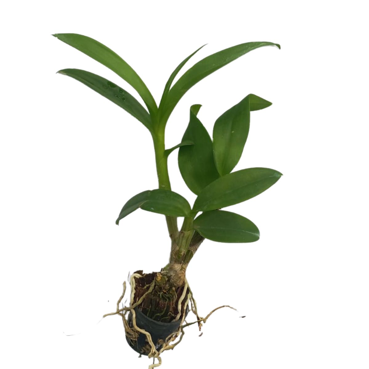 Dendrobium Emma White Orchid: Delicate white blooms showcasing timeless beauty and elegance