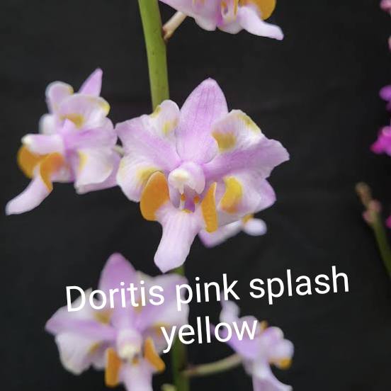 Phalaenopsis (Doritis) Pink Splash Yellow