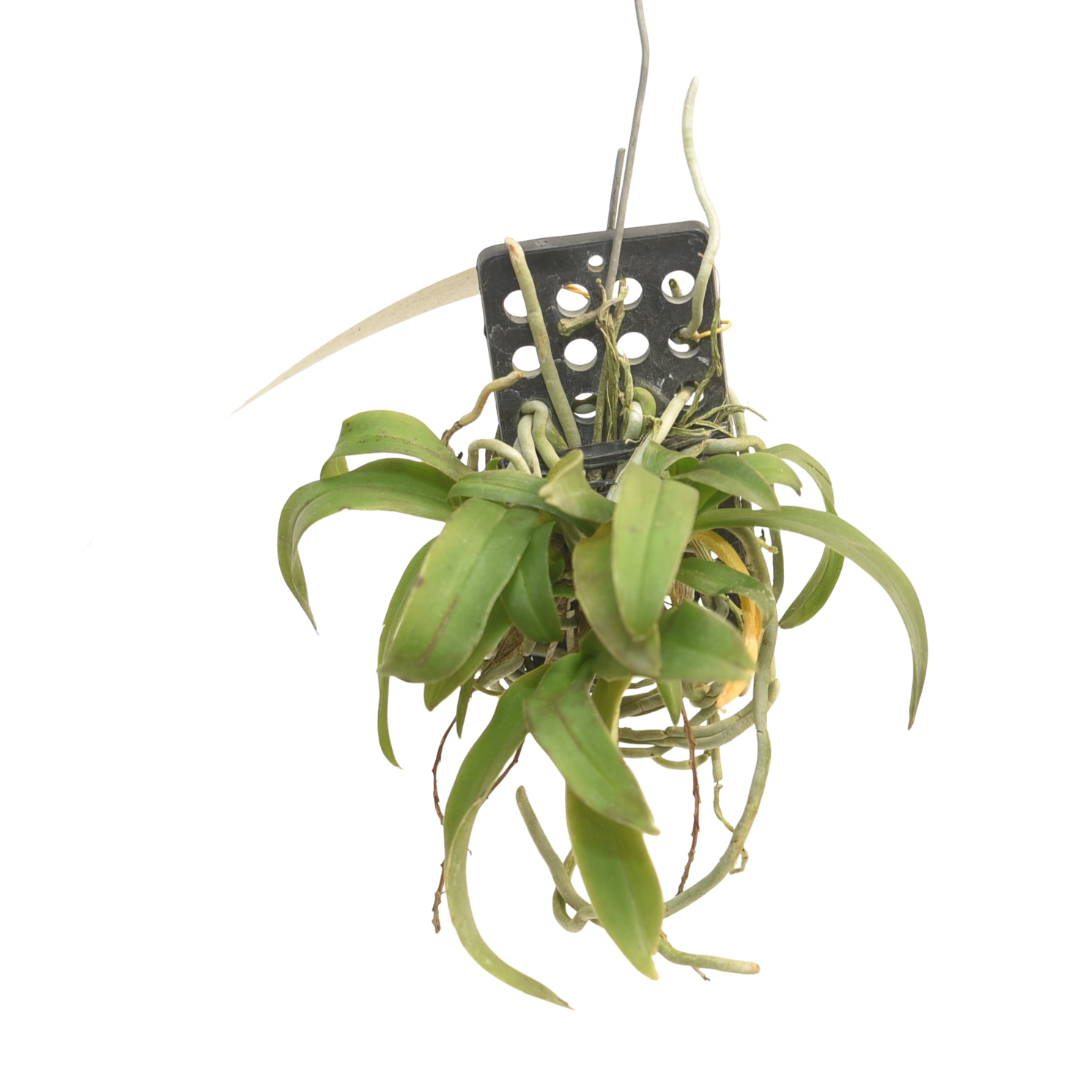 Saccolabiopsis Pusilla