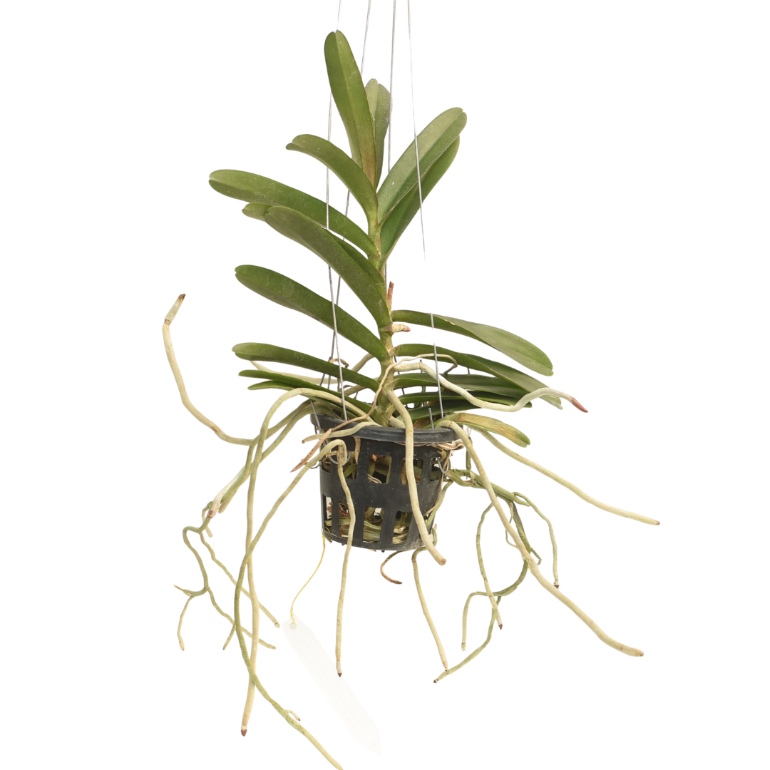 Rntda. Suwannaphum Blazing Scarlet