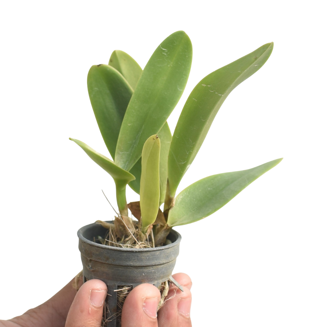 Rhyncholaeliocattleya Alma Kee