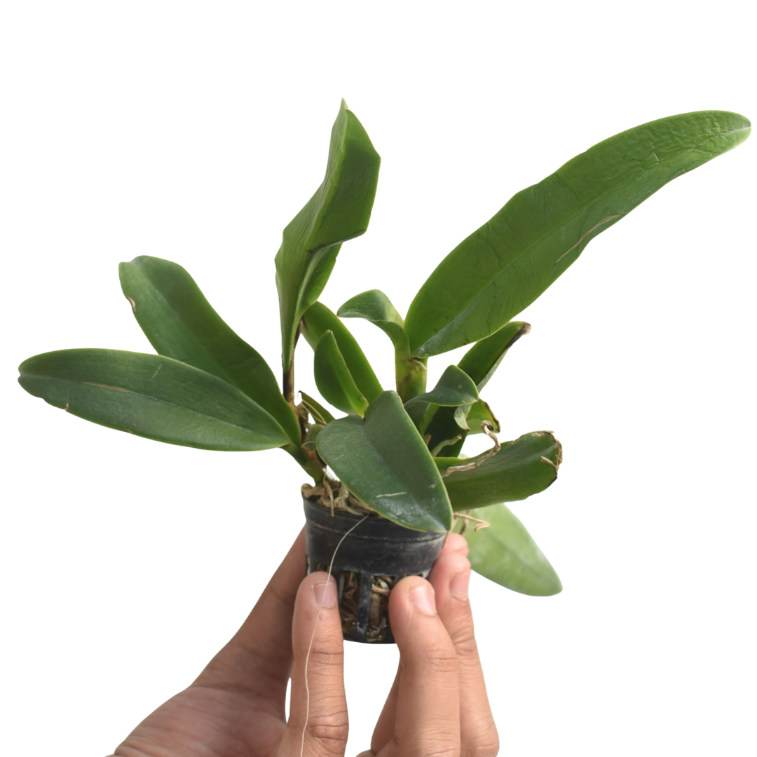 Cattleya Mini Doris ' Red Dragon'