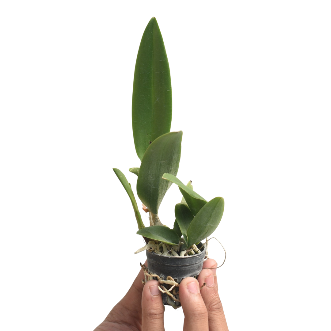 Rhynchobrassoleya Suwan Green