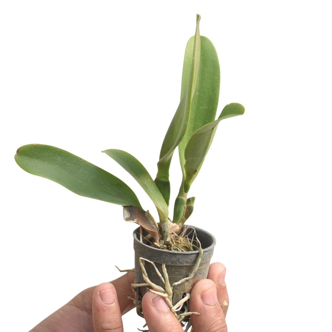 Brassolaeliocattleya Joao Antonio Nicole "velvet"