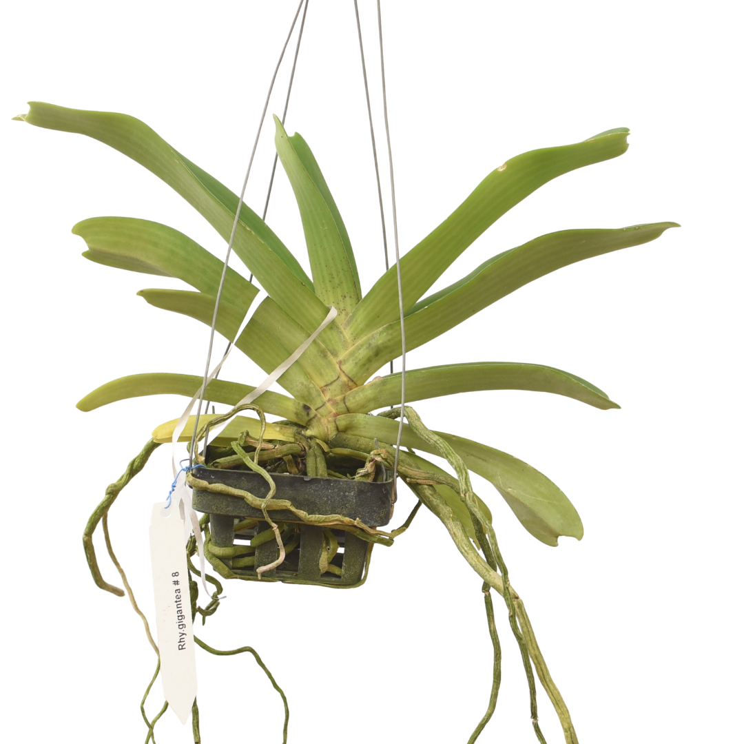 Rhynchostylis Gigantea 'Ply'