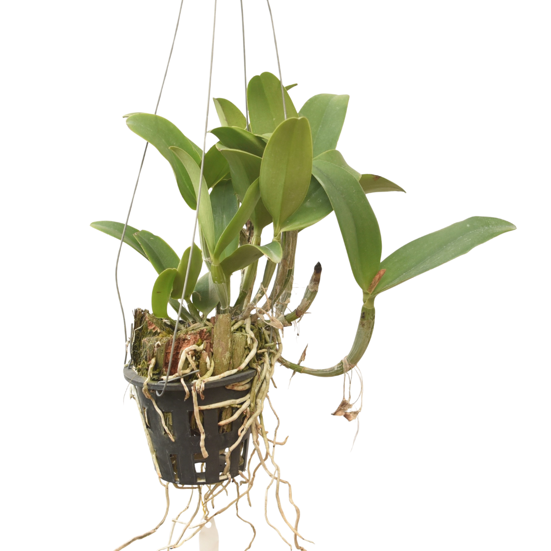 Cattleya Little Quail