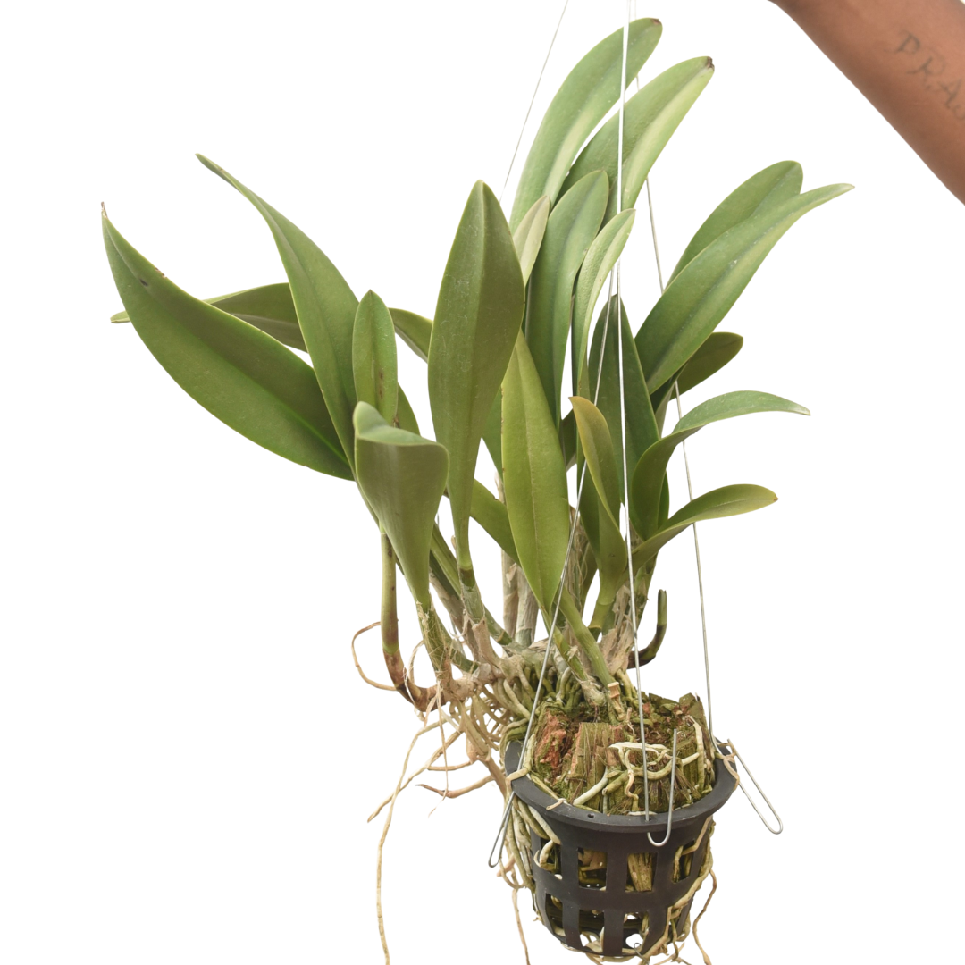 Cattleya Golden Tang