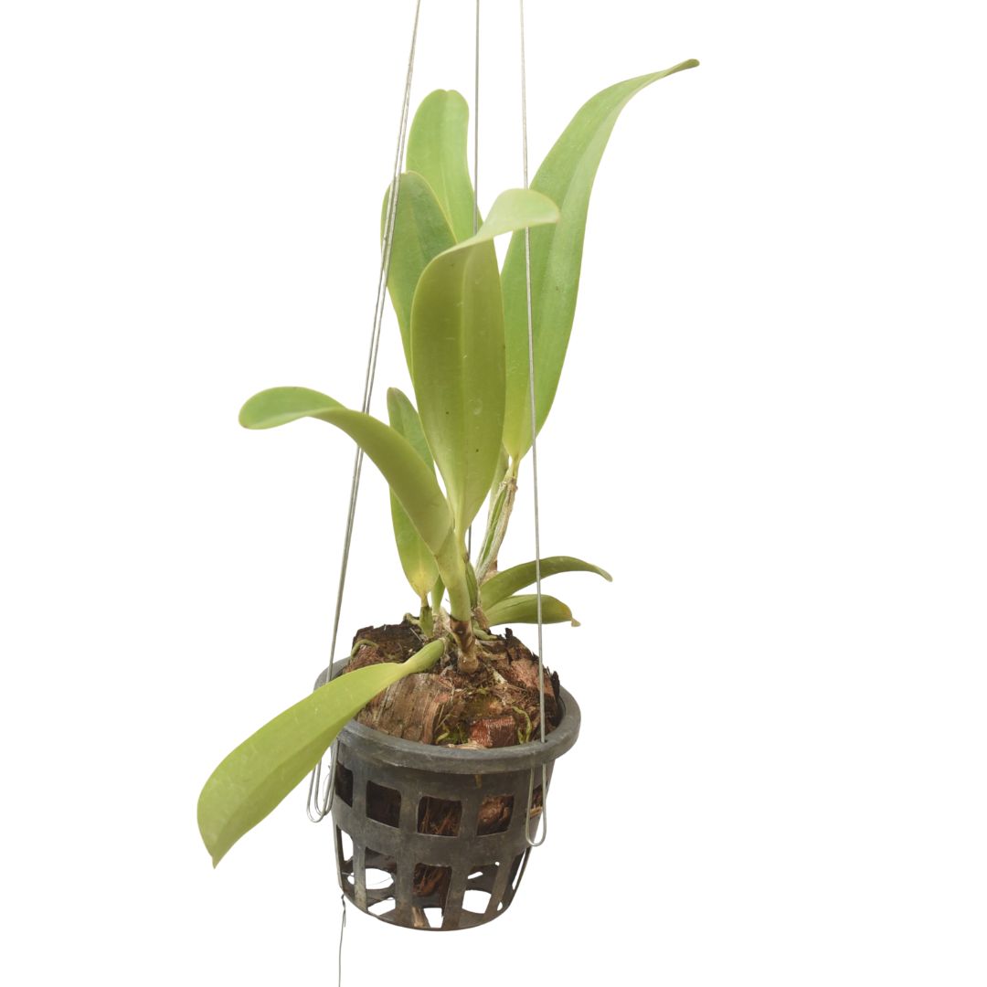 Brassolaeliocattleya Nan Chang 'SIlk Olympic Torch'