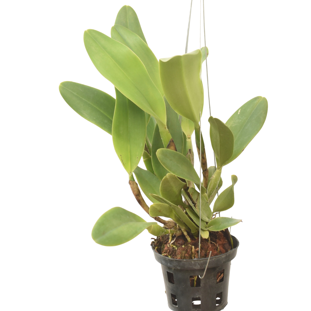 Rhyncholaeliocattleya Nakornchaisri Delight No. 3