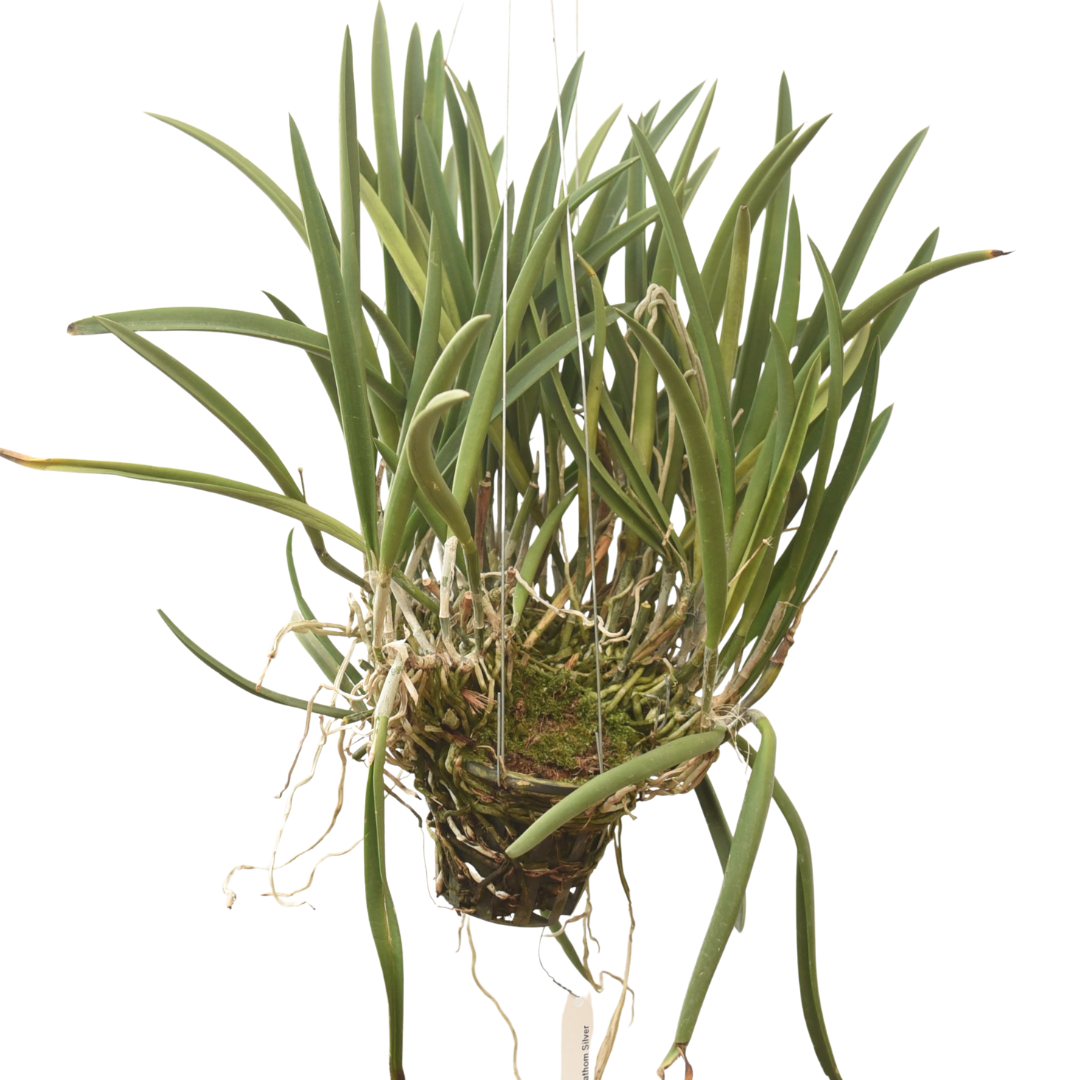 Cattleya Nakonpathom Silver