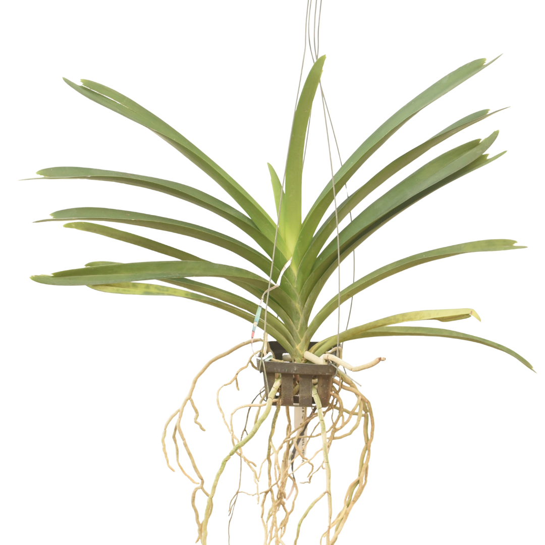 Vanda Yellow Butterfly