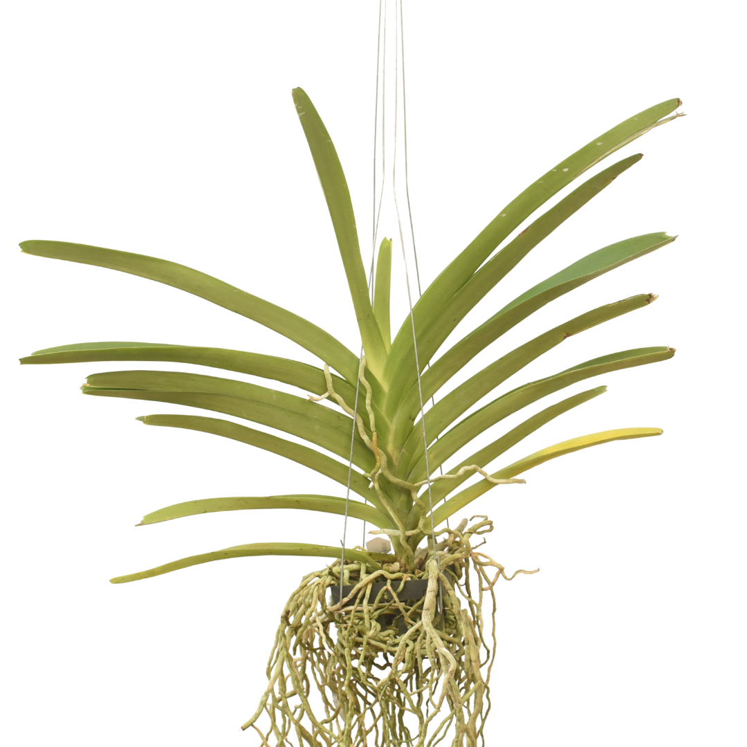 Vanda Boonserm Delight White