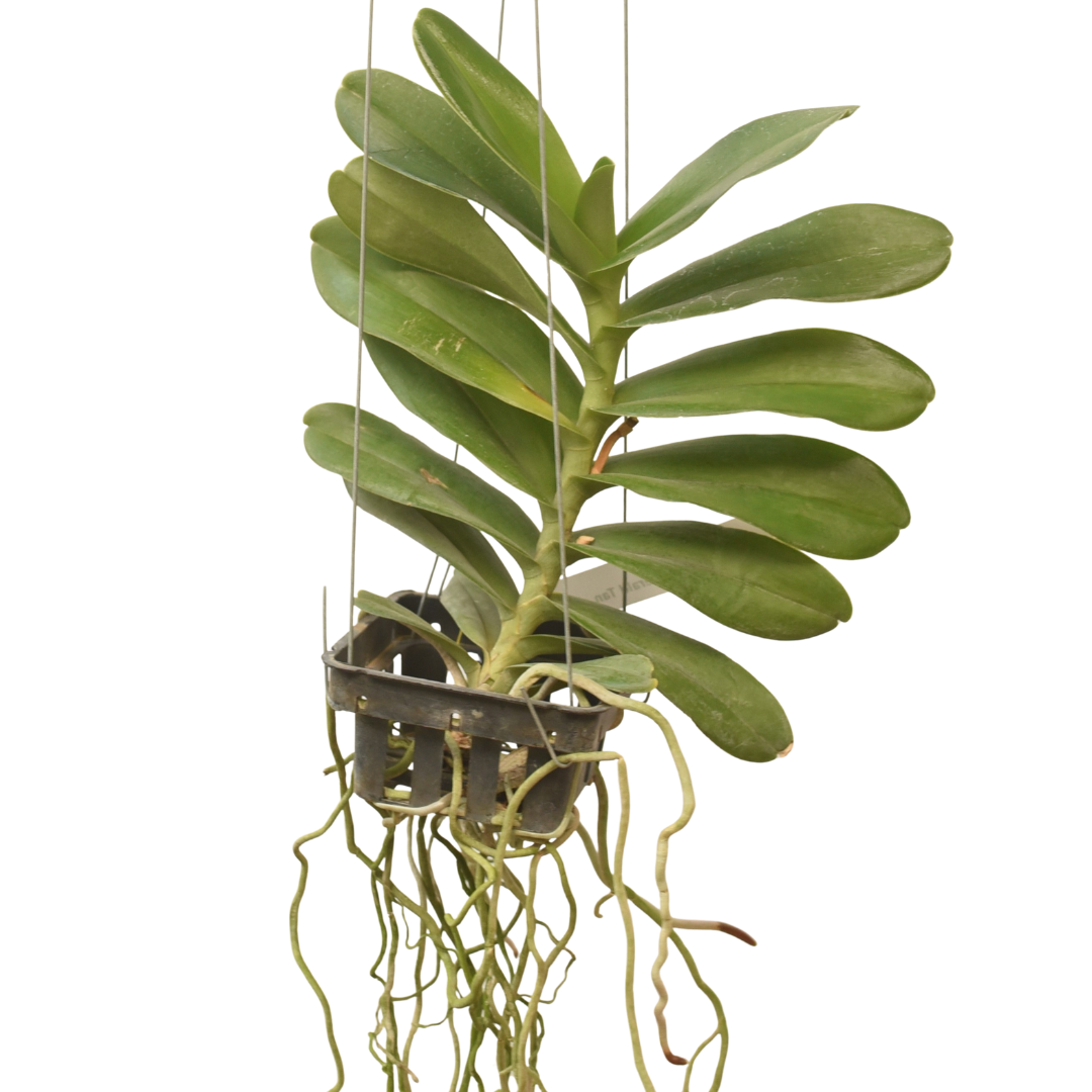 Renanthera Gerald Tan