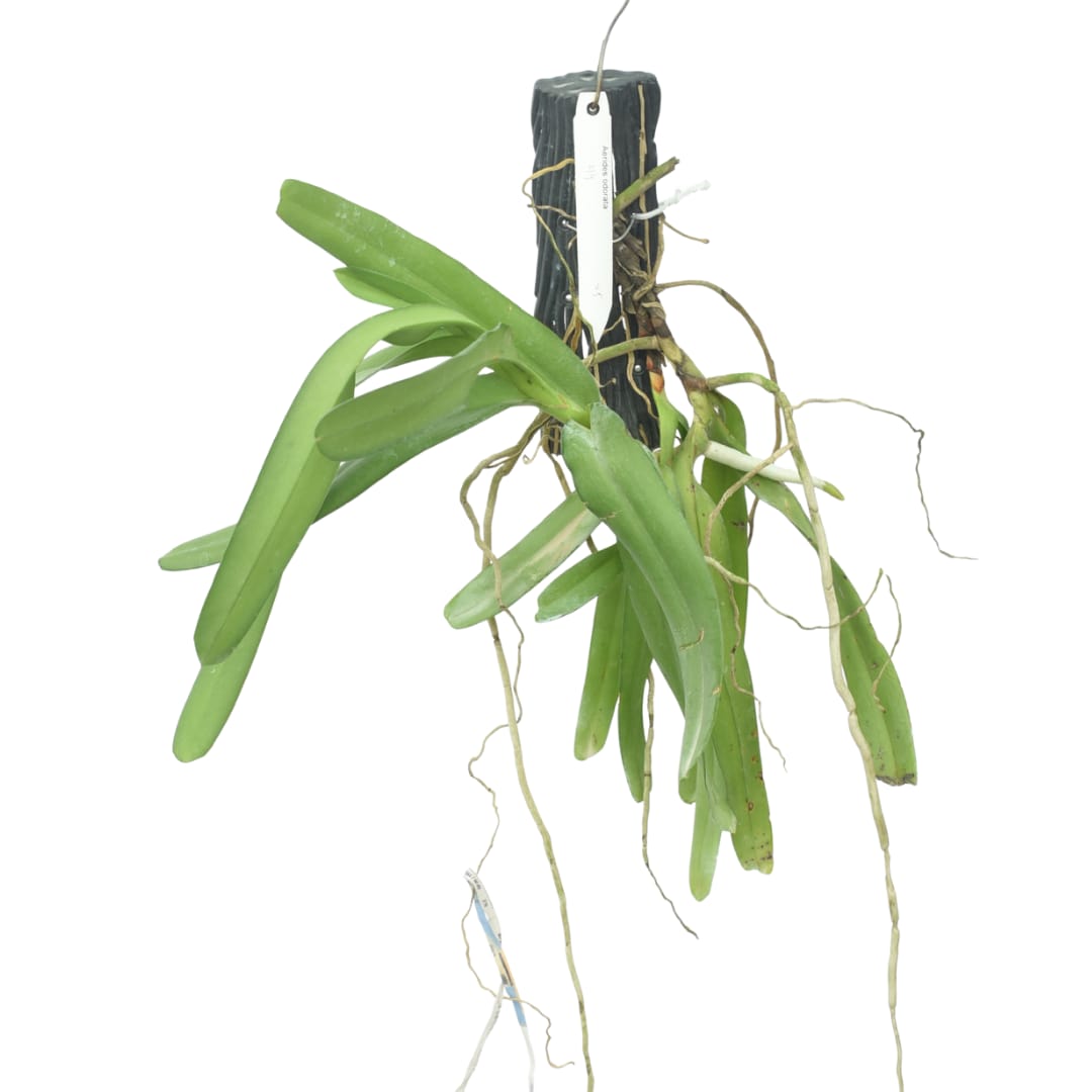 Aerides odorata orchid plant with healthy strap shaped foliage, strong aerial roots, and vigorous tropical growth suitable for hanging baskets, mounted orchid growing, greenhouse collections, and customers looking to buy orchid plants online in India.