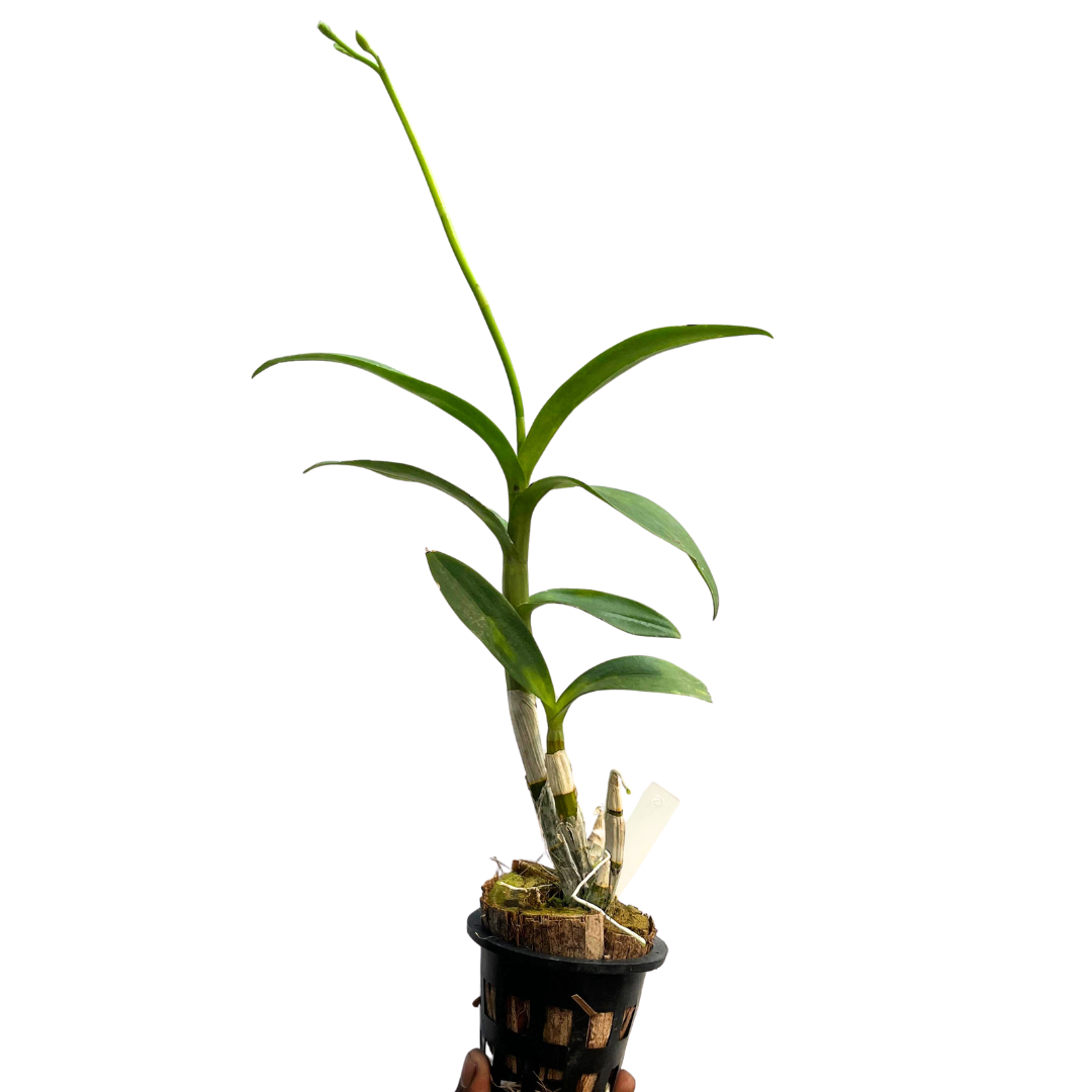 Dendrobium Airy Richly is an attractive Dendrobium orchid variety, perfect for orchid enthusiasts and plant collectors who appreciate unique and exotic flowering plants. This beautiful orchid makes a wonderful addition to home gardens, balconies, and orchid collections. With proper care and suitable growing conditions, Dendrobium Airy Richly can add charm and natural beauty to your plant collection.