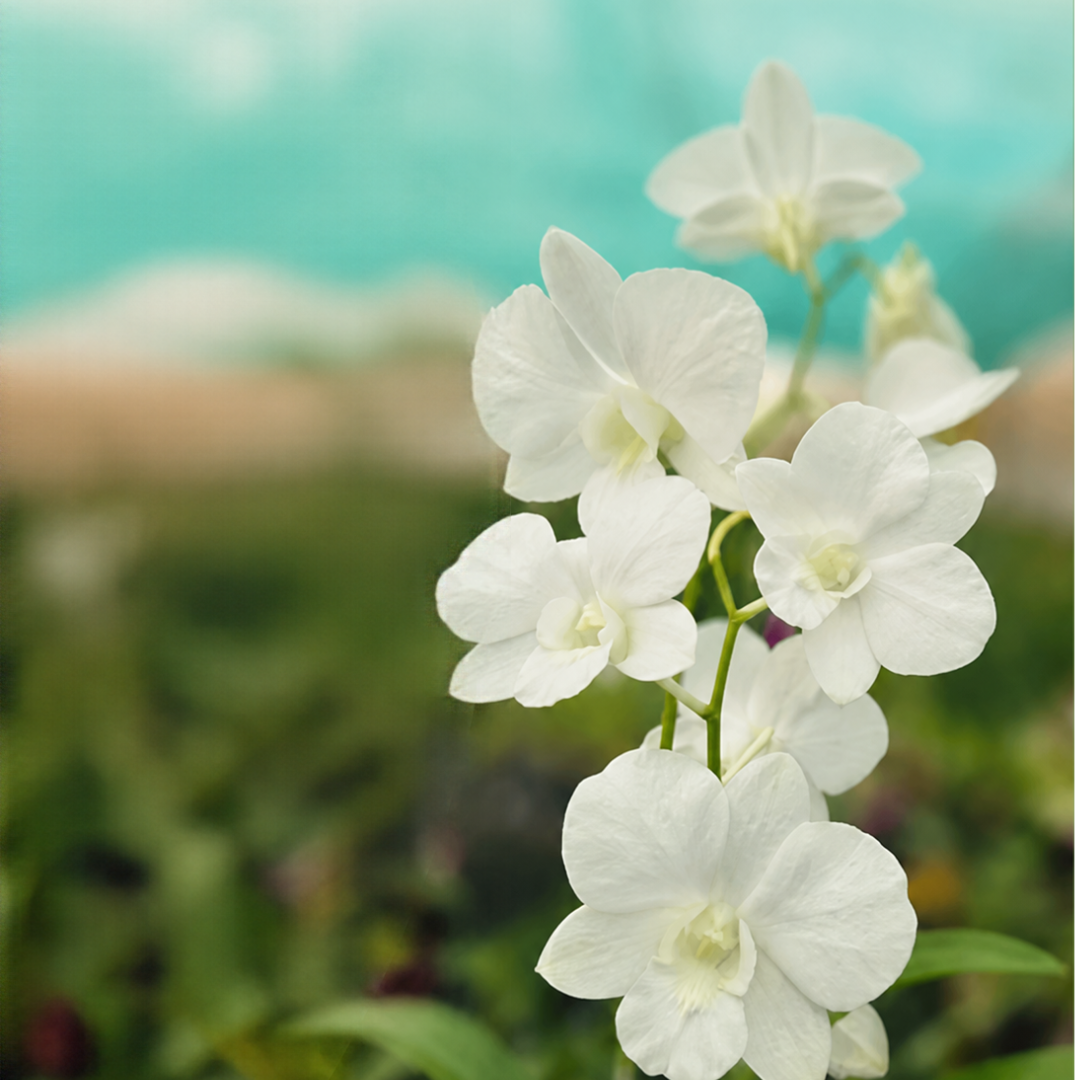 Dendrobium Airy White is an elegant Dendrobium orchid variety known for its beautiful white blooms and graceful appearance. This exotic white orchid is a lovely addition to home gardens, balconies, and indoor plant collections with suitable growing conditions. Ideal for orchid enthusiasts and plant collectors, Dendrobium Airy White brings a touch of natural beauty and sophistication to any space. .