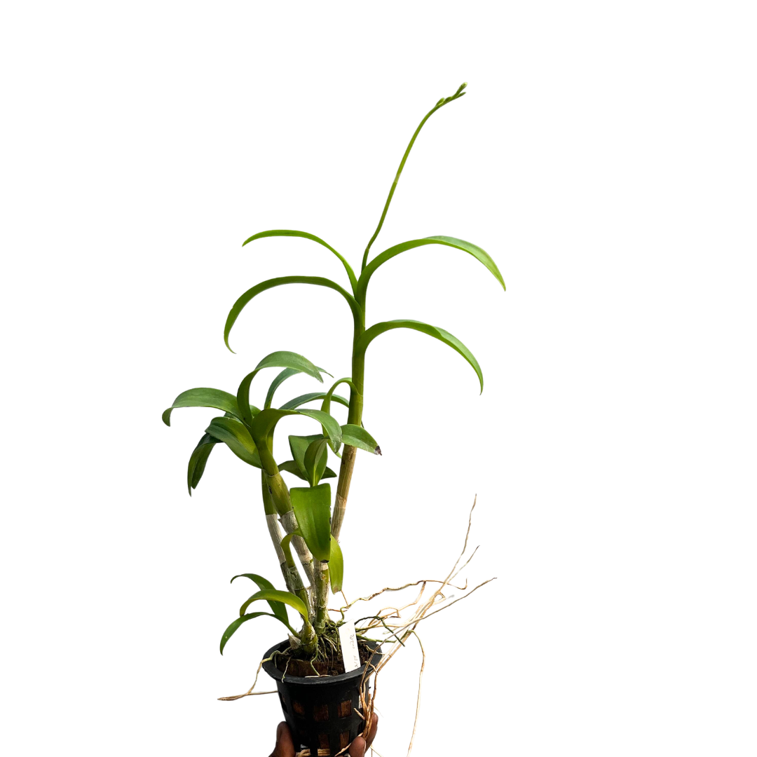 Dendrobium Areedang Green Apple orchid plant featuring unique green-toned blooms, making it an attractive choice for orchid collectors and plant enthusiasts. This exotic Dendrobium orchid adds a fresh, elegant touch to home gardens, balconies, and orchid collections. Perfect for those who love rare and distinctive orchid varieties, Dendrobium Areedang Green Apple is a beautiful addition to any plant lover’s collection.