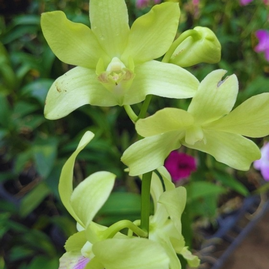 Dendrobium Areedang Green Apple orchid plant featuring unique green-toned blooms, making it an attractive choice for orchid collectors and plant enthusiasts. This exotic Dendrobium orchid adds a fresh, elegant touch to home gardens, balconies, and orchid collections. Perfect for those who love rare and distinctive orchid varieties, Dendrobium Areedang Green Apple is a beautiful addition to any plant lover’s collection.