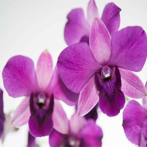 Dendrobium Areedang Pink x Udom Blue Angel
