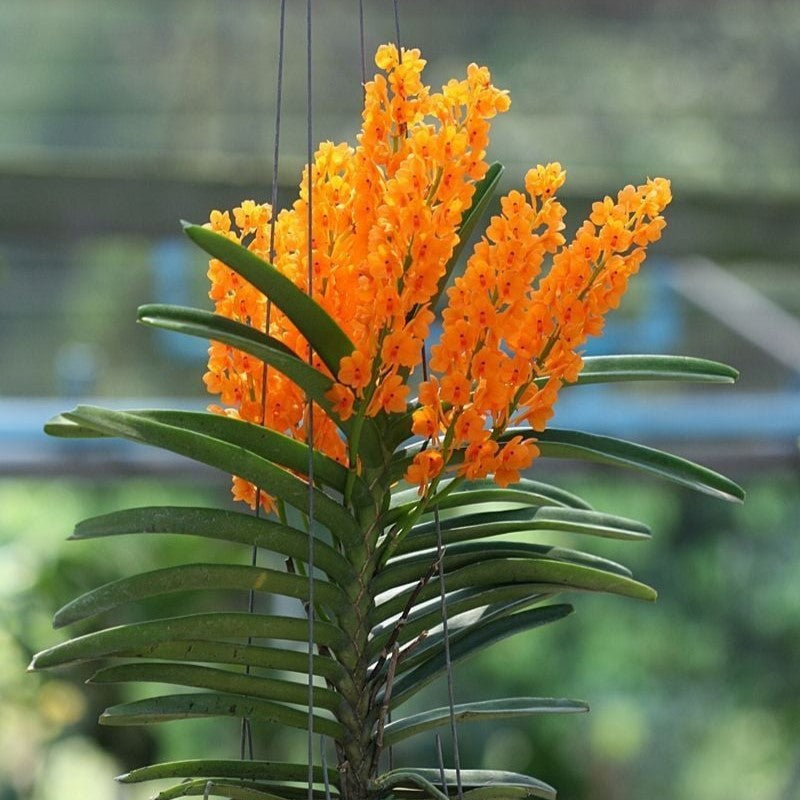 Ascocentrum miniatum orchid flower with dense bright orange flower spikes, miniature tropical orchid blooms, exotic Vanda alliance orchid beauty, and vibrant ornamental display ideal for Orchid Plants Online India, rare orchid species collections, tropical hanging orchids, and premium flowering orchid plants online India.