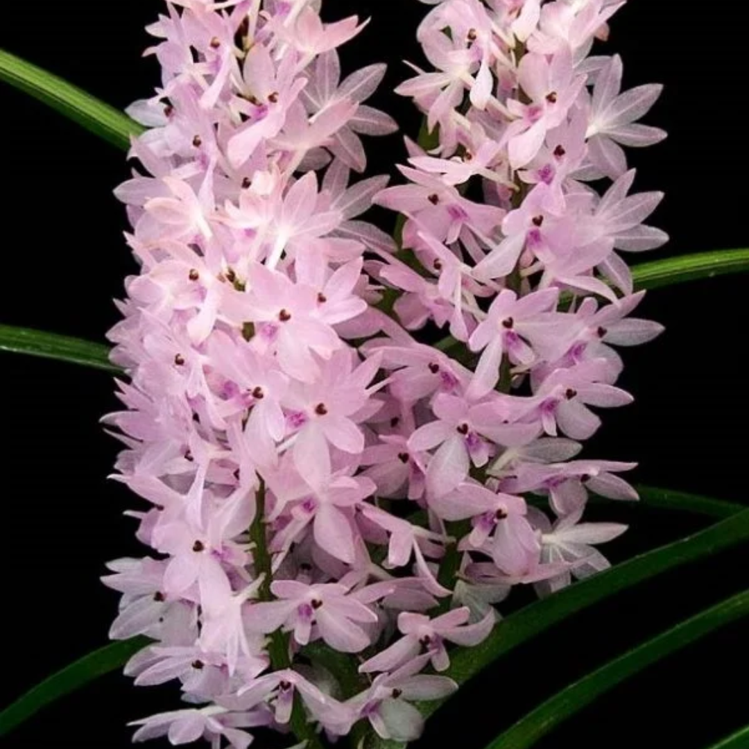 Ascocentum christensonianum