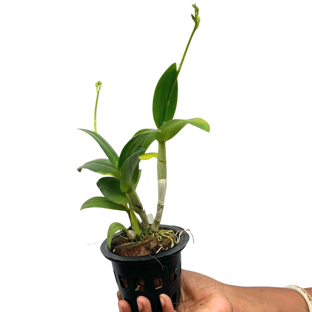 Bangkok Mini Compactum orchid plant available at Click Orchid. This compact orchid variety is a lovely choice for orchid collectors and plant lovers. Perfect for adding a unique touch to your plant collection, it is suitable for orchid enthusiasts who appreciate exotic varieties.