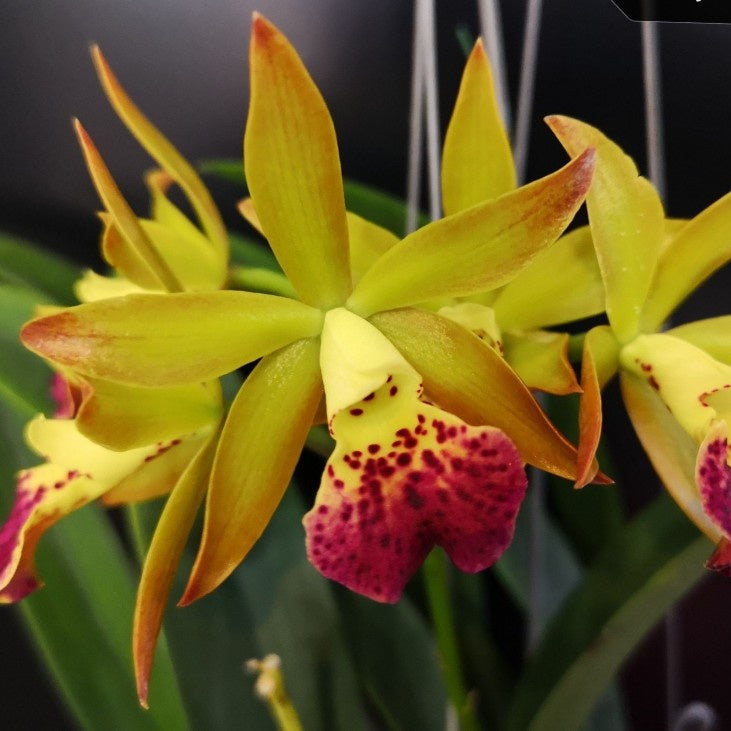 The Brassocattleya Loog Tone Yellow is renowned for its captivating fragrance, filling your space with a delightful, sweet scent.
