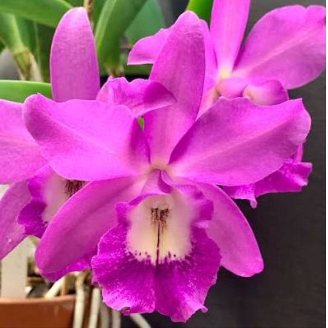 Bct. Little Mermaid orchid flower with vibrant exotic blooms and attractive form, a beautiful Brassocattleya hybrid orchid available online in India.