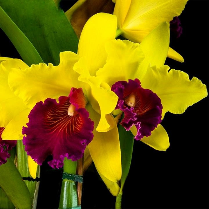 Rhyncholaeliocattleya Alma Kee