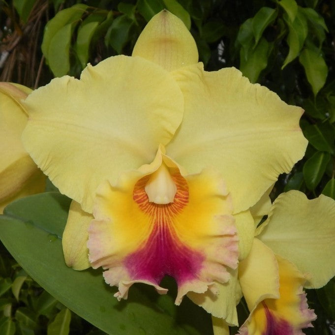 Yellow Rhyncholaeliocattleya Goldenzelle ‘Lemon Chiffon’ orchid flower with elegant Cattleya blooms, exotic orchid flower and beautiful plant gift.